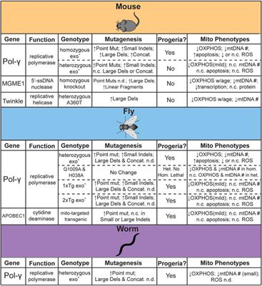 The Complicated Nature of Somatic mtDNA Mutations in Aging